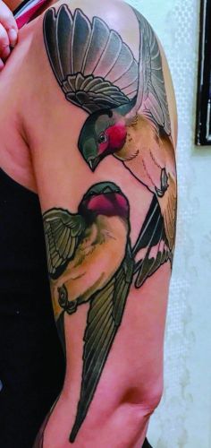 Swallows